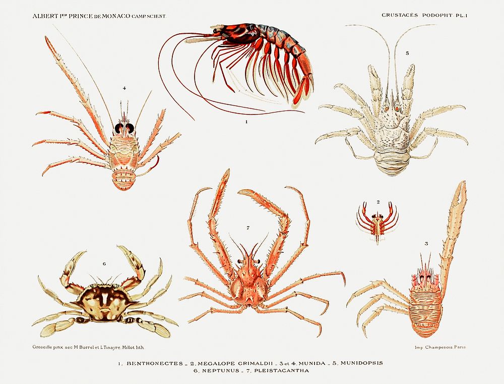 Crabs and shrimps set illustration from R&eacute;sultats des Campagnes Scientifiques by Albert I, Prince of Monaco…