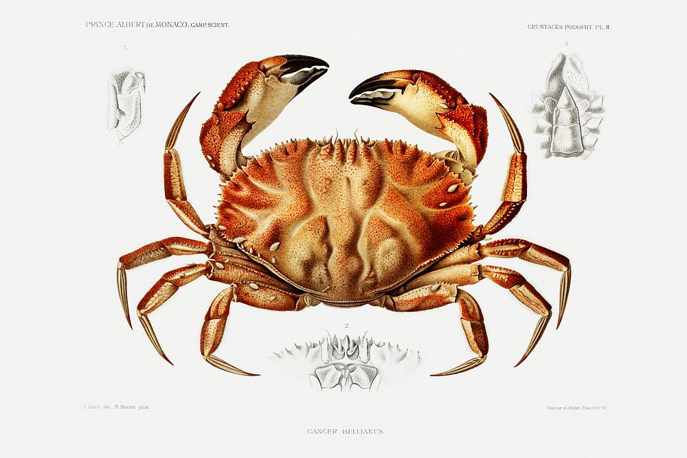 Dungeness crab illustration from R&eacute;sultats des Campagnes Scientifiques by Albert I, Prince of Monaco…