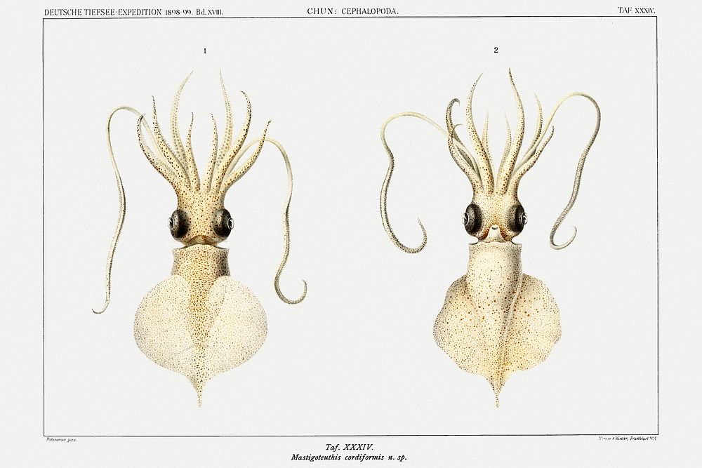 Love heart squid, a whiplash squid illustration from Deutschen Tiefsee-Expedition, German Deep Sea Expedition…