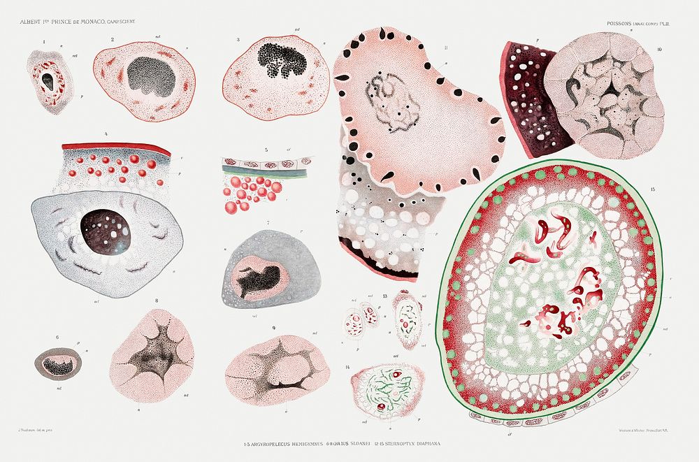 Illustration of marine life's cells from R&eacute;sultats des Campagnes Scientifiques by Albert I, Prince of Monaco…