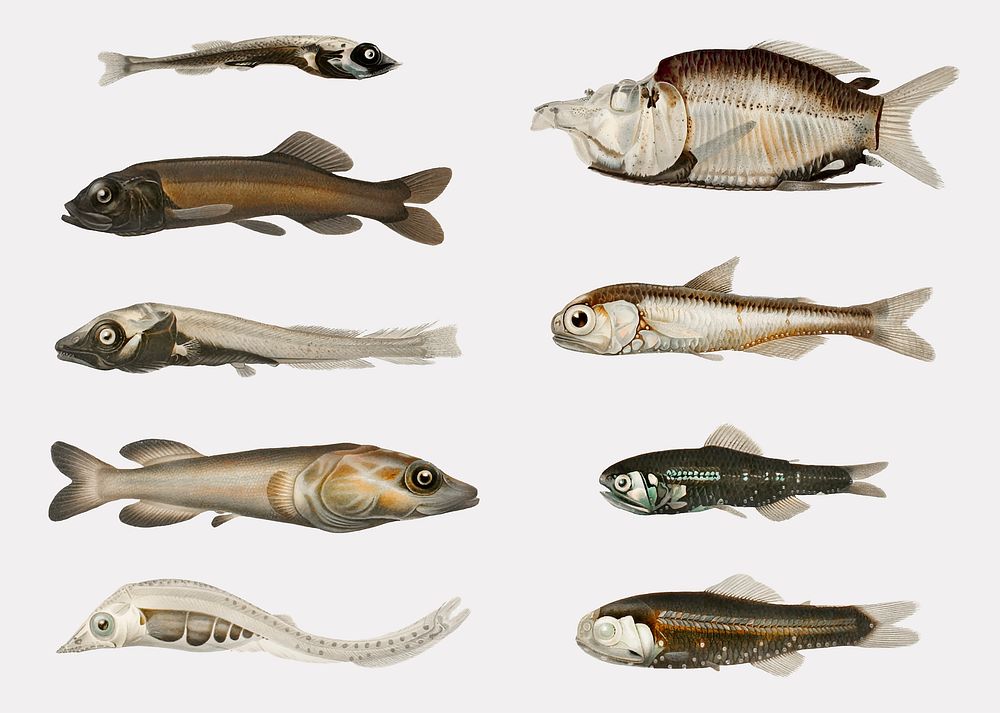 Fish varieties set illustration