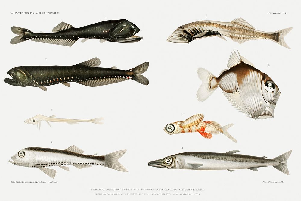 Deep sea fish varieties set illustration from R&eacute;sultats des Campagnes Scientifiques by Albert I, Prince of Monaco…