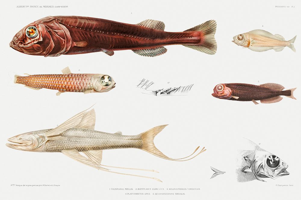 eep sea fish varieties set illustration from R&eacute;sultats des Campagnes Scientifiques by Albert I, Prince of Monaco…