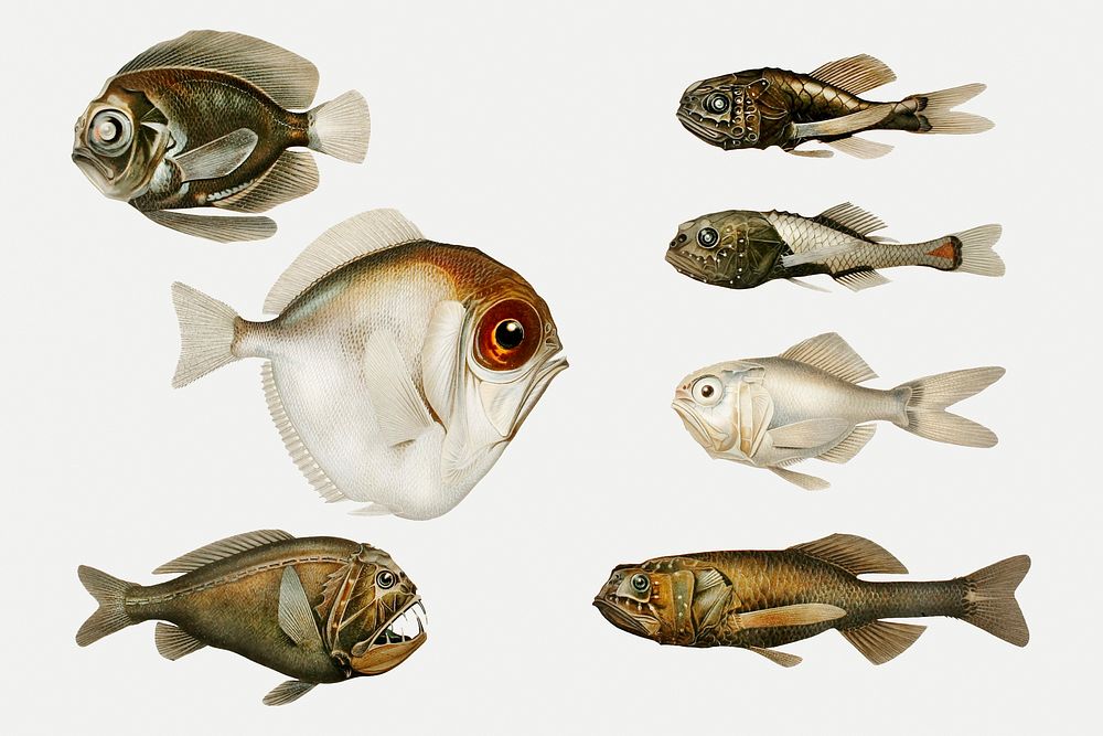 Deep sea fish varieties set illustration