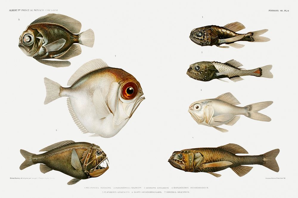 Deep sea fish varieties set illustration from R&eacute;sultats des Campagnes Scientifiques by Albert I , Prince of Monaco…