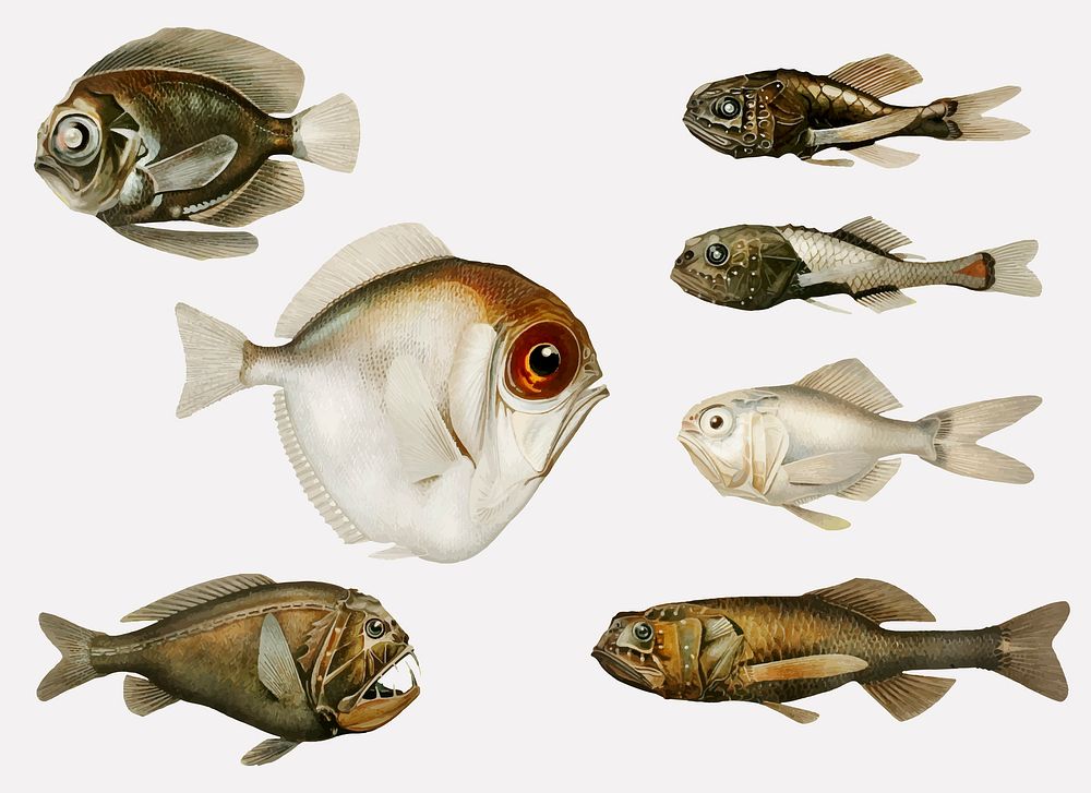 Deep sea fish varieties set illustration