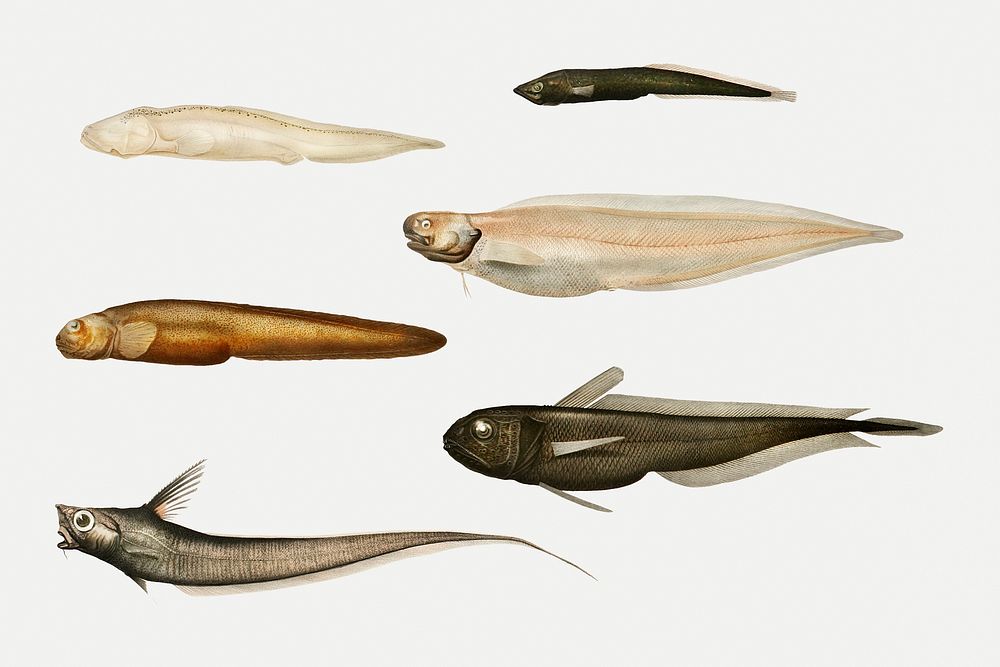 Eel varieties set illustration