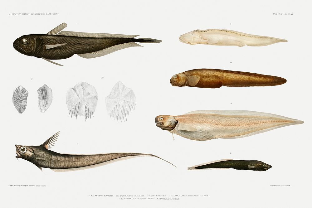 Eel varieties set illustration from R&eacute;sultats des Campagnes Scientifiques by Albert I, Prince of Monaco…