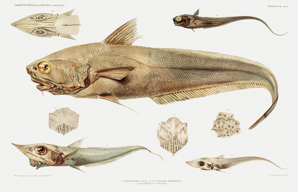 Fish varieties set illustration from R&eacute;sultats des Campagnes Scientifiques by Albert I, Prince of Monaco…