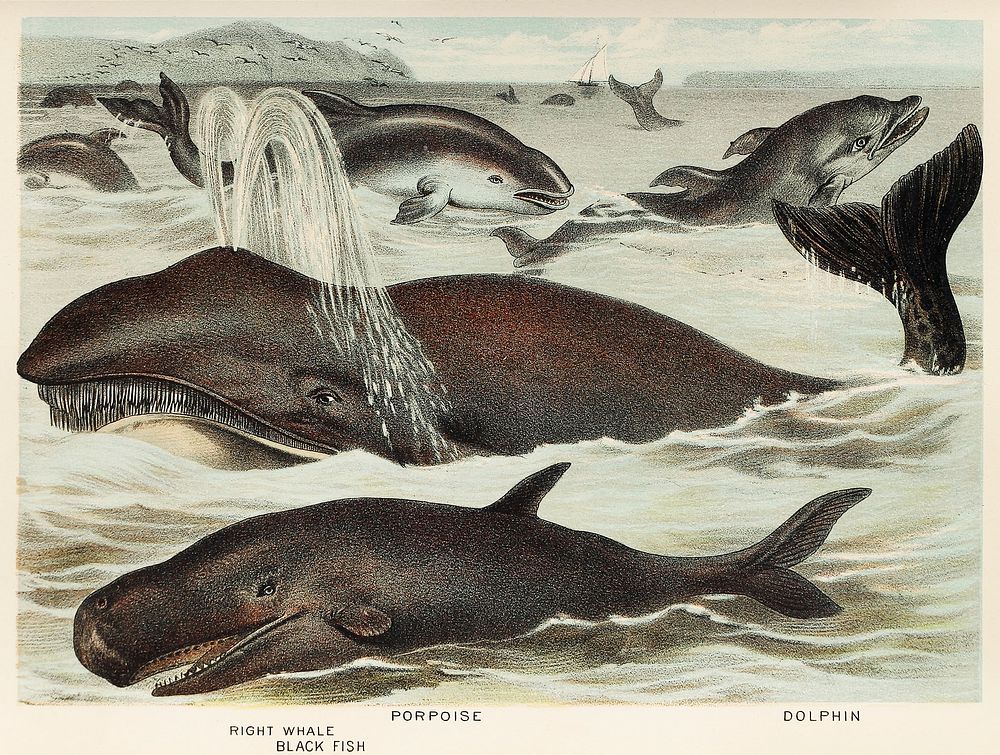 Blackfish, Porpoise, and Dolphin from Johnson's household book of nature (1880) by John Karst (1836-1922).