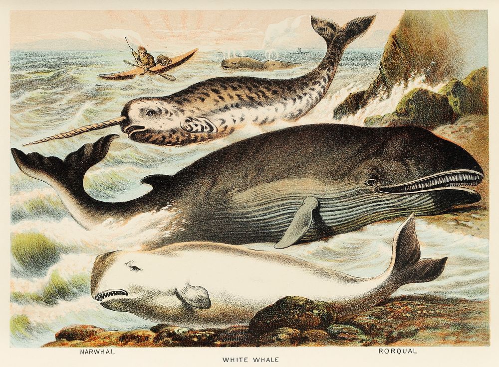 Narwhal, White whale, and Rorqual from Johnson's household book of nature (1880) by John Karst (1836-1922).