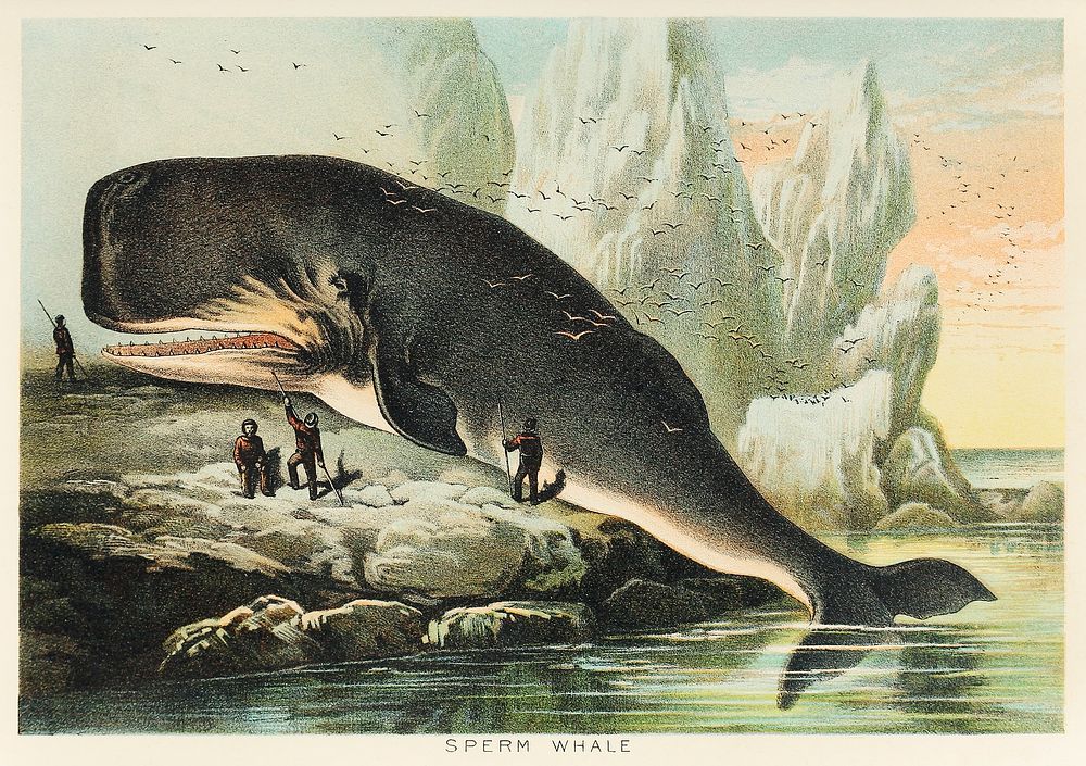Sperm whale from Johnson's household book of nature (1880) by John Karst (1836-1922).