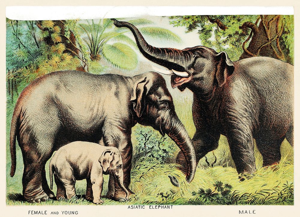 Asiatic elephant from Johnson's Household Book of Nature (1880) by John Karst (1836-1922).