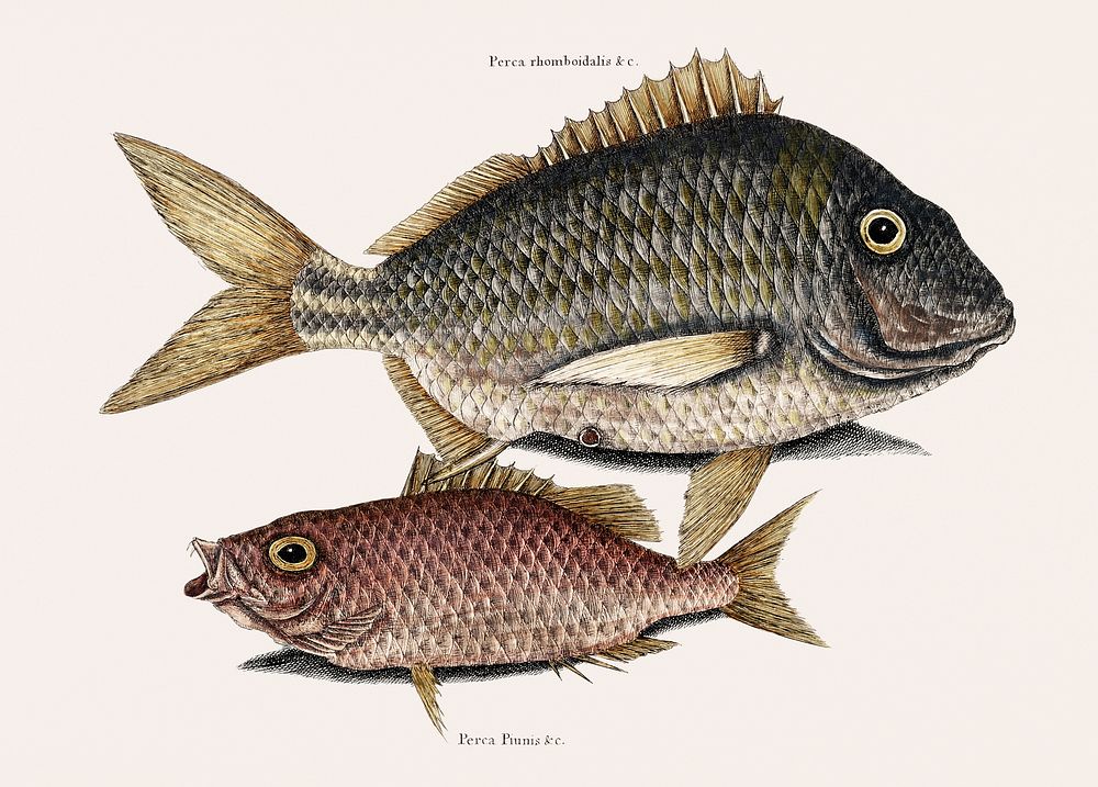 Pork Fish (Perca romboidalis) Schoolmaster fish (Perca pinnis) from The Natural History of Carolina, Florida, and the Bahama…