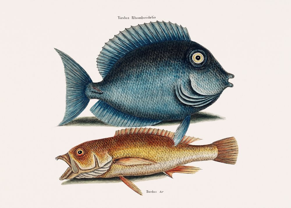 Tang fish (Turdus Rhomboidalis) Yellow Fish (Turdus cauda convexa) from The natural history of Carolina, Florida, and the…