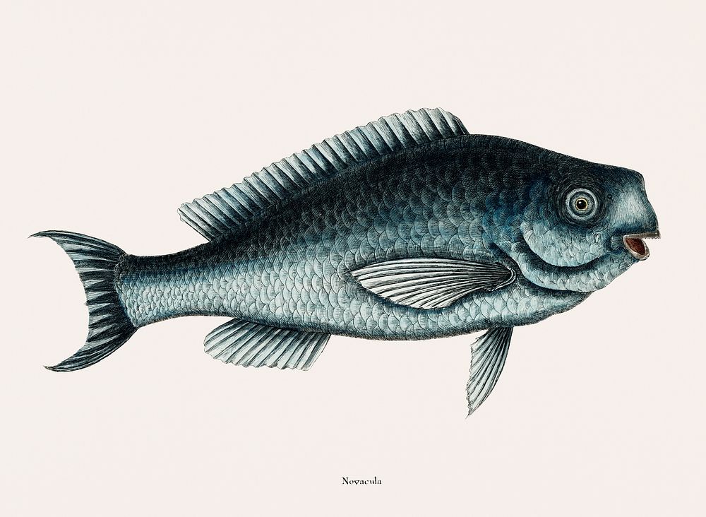 Blue Fish (Novacula Caerulea) from The natural history of Carolina, Florida, and the Bahama Islands (1754) by Mark Catesby…