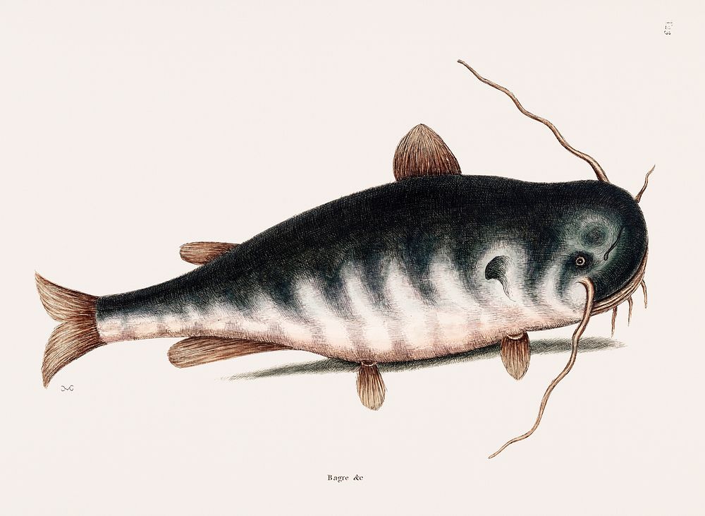 Vintage illustration of Cat Fish