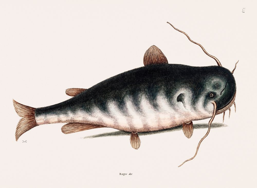 Cat Fish (Bagre Secunde) from The natural history of Carolina, Florida, and the Bahama Islands (1754) by Mark Catesby (1683…