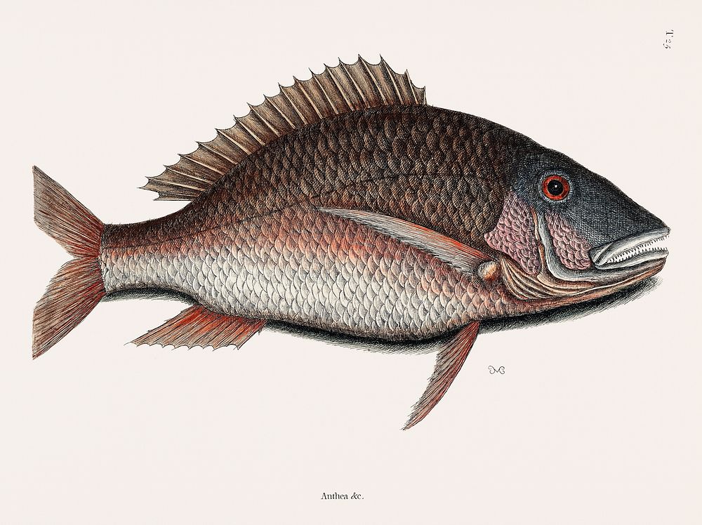 Vintage illustration of Mutton Fish