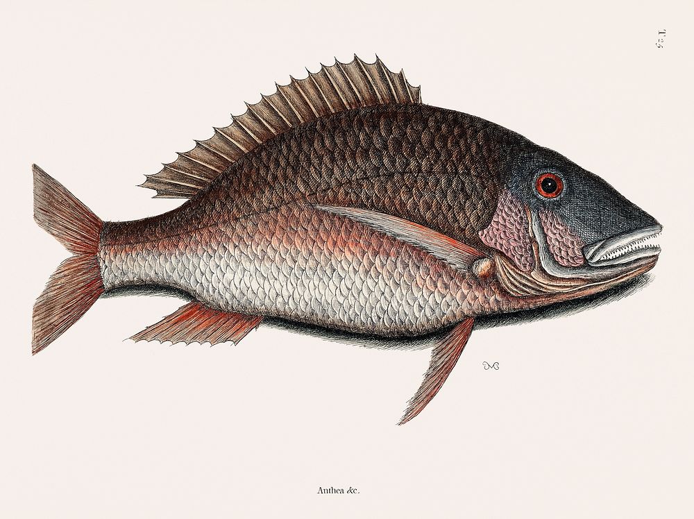 Mutton Fish (Anthea quartus Rondeletii) from The natural history of Carolina, Florida, and the Bahama Islands (1754) by Mark…