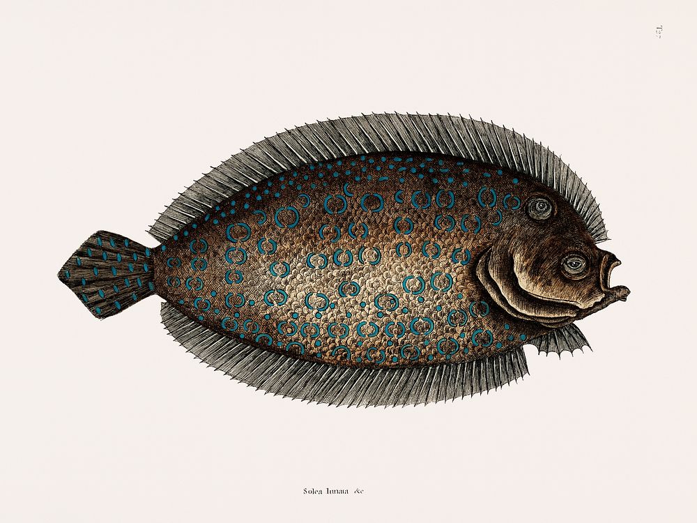 Vintage illustration of Sole Fish
