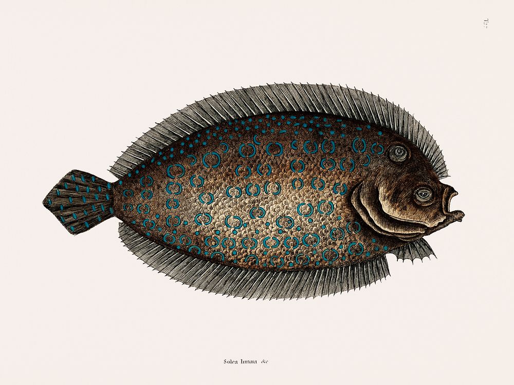 Sole Fish (Solea Lunata) from The natural history of Carolina, Florida, and the Bahama Islands (1754) by Mark Catesby (1683…