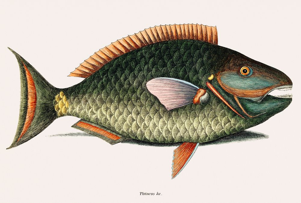 Vintage illustration of Parrot Fish