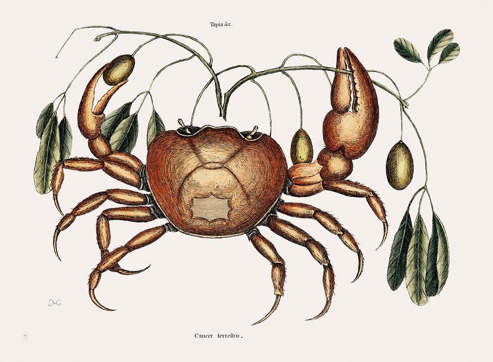 Land crab (Cancer terrestris) from The natural history of Carolina, Florida, and the Bahama Islands (1754) by Mark Catesby…