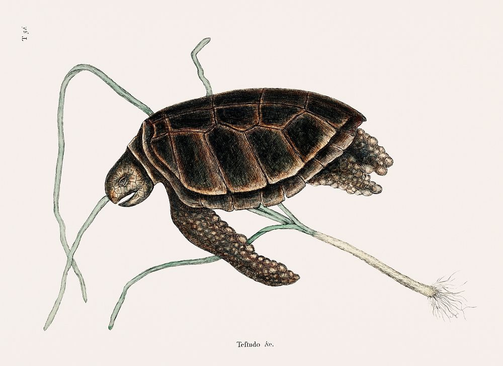Green Turtle (Testudo marina viridis) from The natural history of Carolina, Florida, and the Bahama Islands (1754) by Mark…