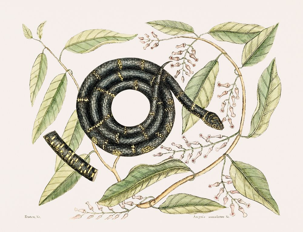 Eastern King Snake (Frutex Anguis Annulatus) from The natural history of Carolina, Florida, and the Bahama Islands (1754) by…