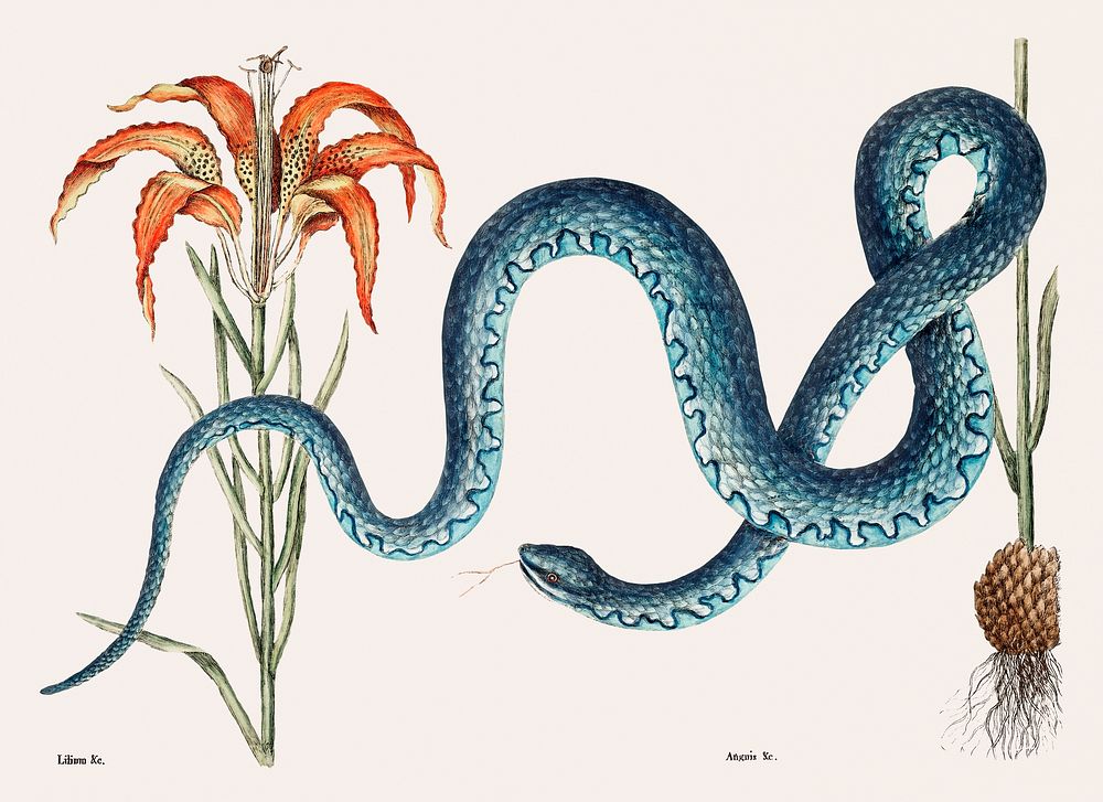 Wampum Snake (Anguis) from The natural history of Carolina, Florida, and the Bahama Islands (1754) by Mark Catesby (1683…