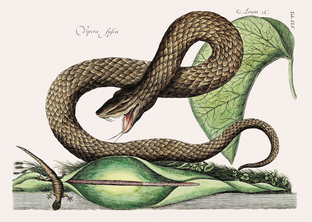 Brown Viper (Vipera Fusca) from The natural history of Carolina, Florida, and the Bahama Islands (1754) by Mark Catesby…
