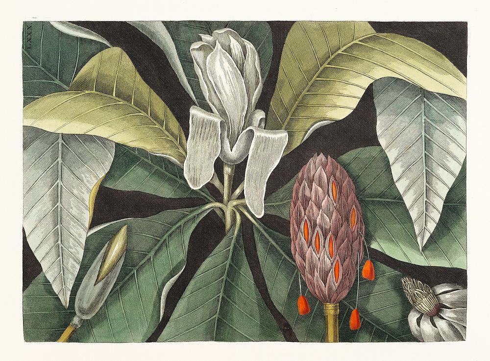 Umbrella Tree (Magnolia) from The natural history of Carolina, Florida, and the Bahama Islands (1754) by Mark Catesby (1683…
