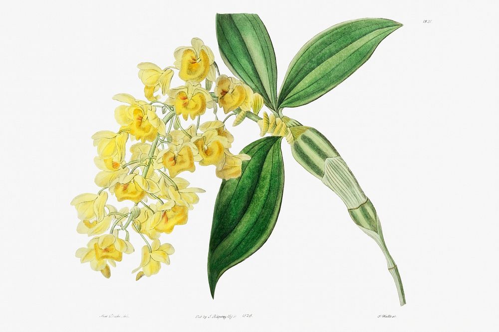 Dense flowered dendrobiumfrom Edwards&rsquo;s Botanical Register (1829&mdash;1847) by Sydenham Edwards, John Lindley, and…