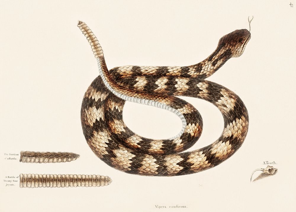 Rattle Snake (Vipera caudisona) from The Natural History of Carolina, Florida, and the Bahama Islands (1754) by Mark Catesby…