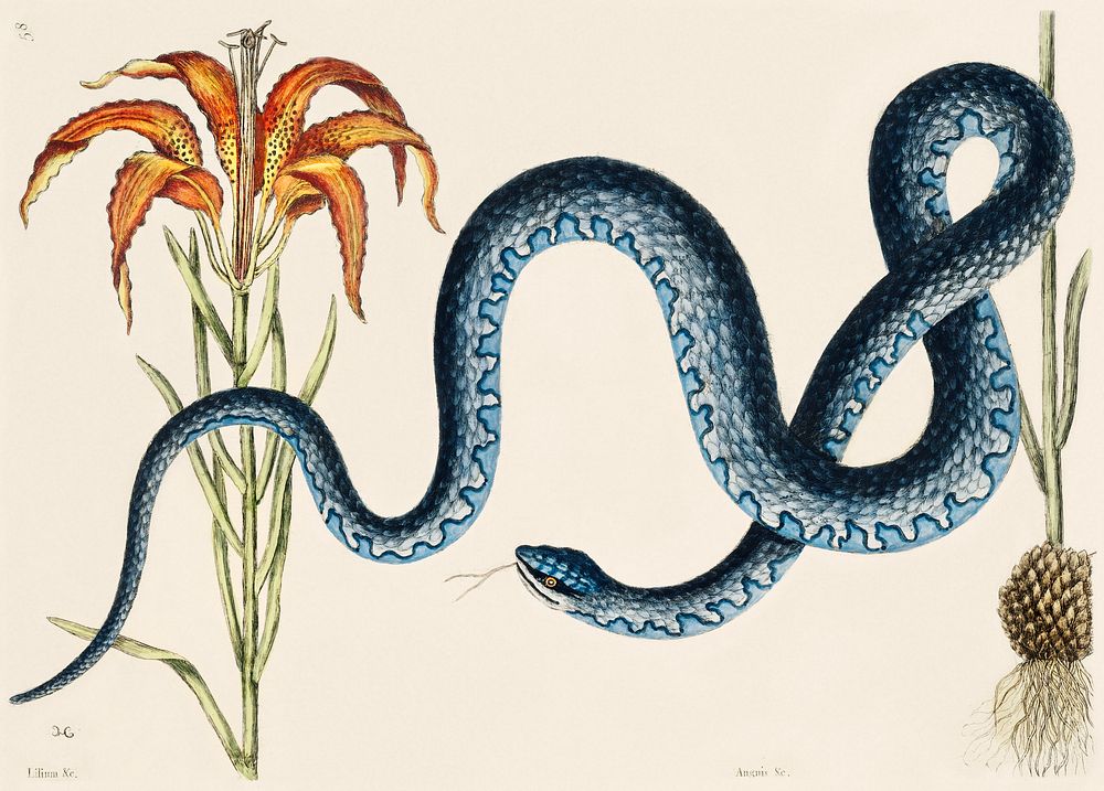 Wampum Snake (Anguis) from The Natural History of Carolina, Florida, and the Bahama Islands (1754) by Mark Catesby (1683…