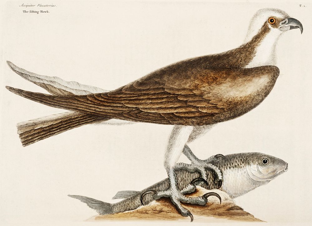 Fishing Hawk (Accipiter piscatorius) from The Natural History of Carolina, Florida, and the Bahama Islands (1754) by Mark…