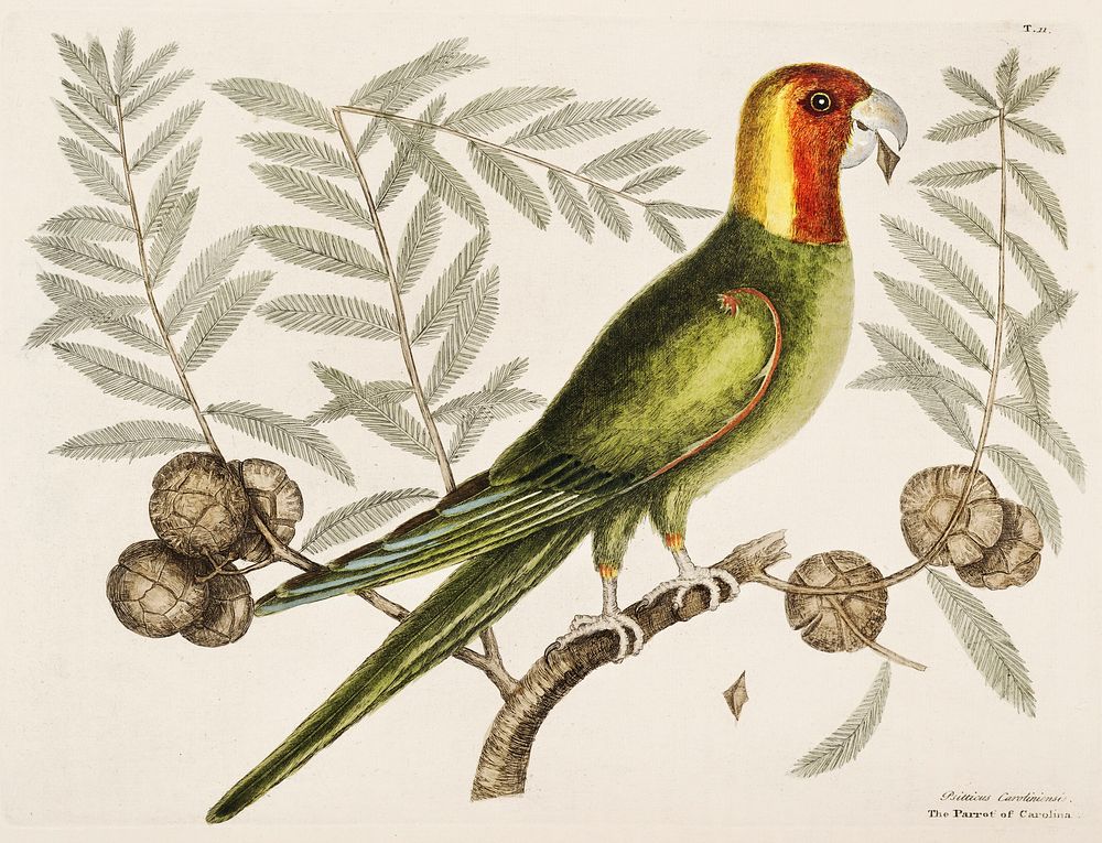 Parrot of Carolina (Psitticus Caroliniensis) from The Natural History of Carolina, Florida, and the Bahama Islands (1754) by…