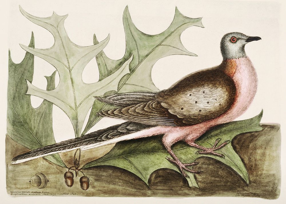 Pigeon of Passage (Palumbus Migratorius) from The Natural History of Carolina, Florida, and the Bahama Islands (1754) by…