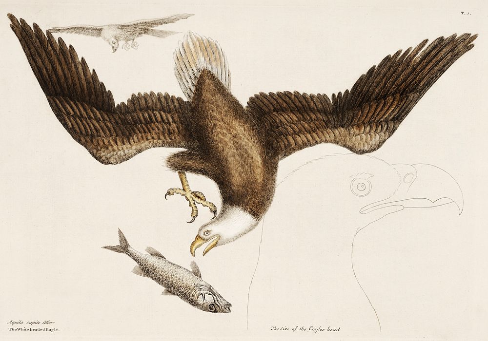 White Headed Eagle (Aquila capite albo) from The Natural History of Carolina, Florida, and the Bahama Islands (1754) by Mark…