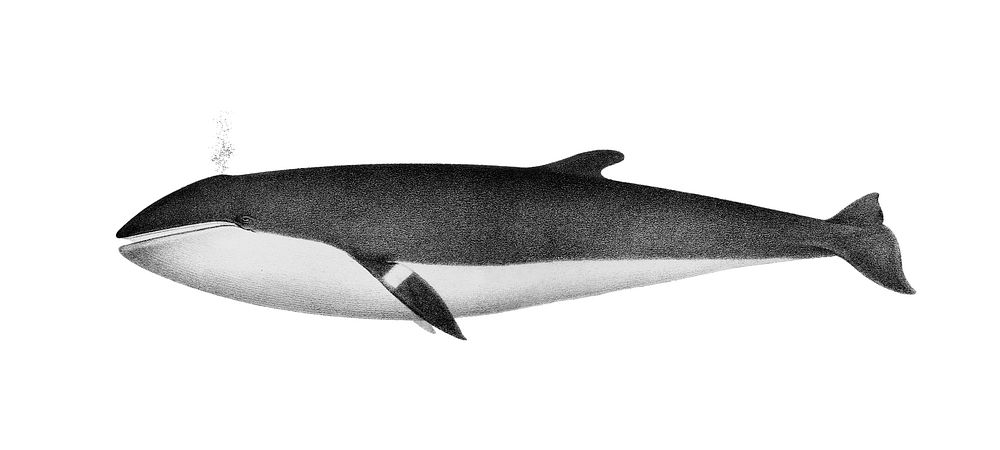 Vintage illustrations of Minke whale