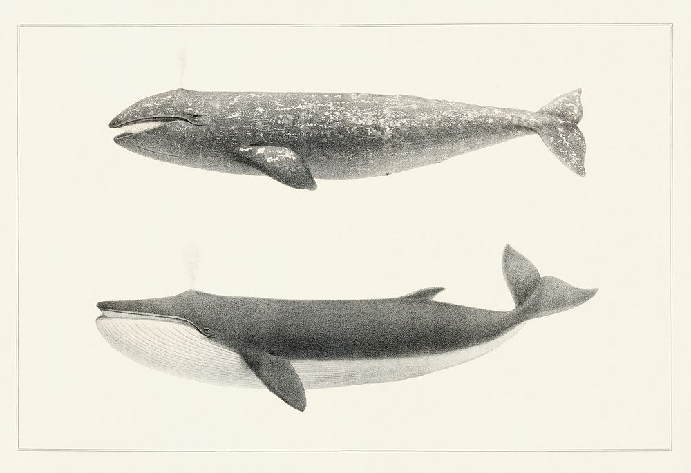1. The California Gray Whale (Rhachieanectes claucus) 2. The Finback (Balaenoptera velifera) from Natural history of the…