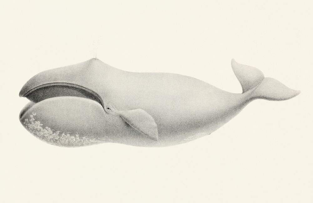 Bowhead whale (Balaena mysticetus) from Natural history of the cetaceans and other marine mammals of the western coast of…