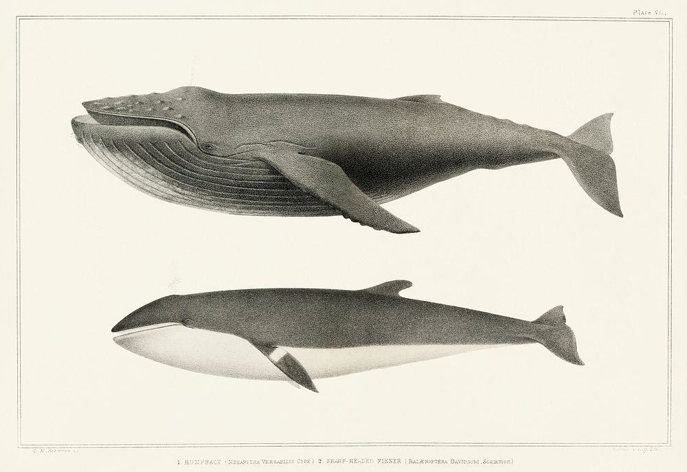 1. Humpback whale (Megaptera versabilis) 2. Minke whale (Balaenoptera davidsoni) from Natural history of the cetaceans and…