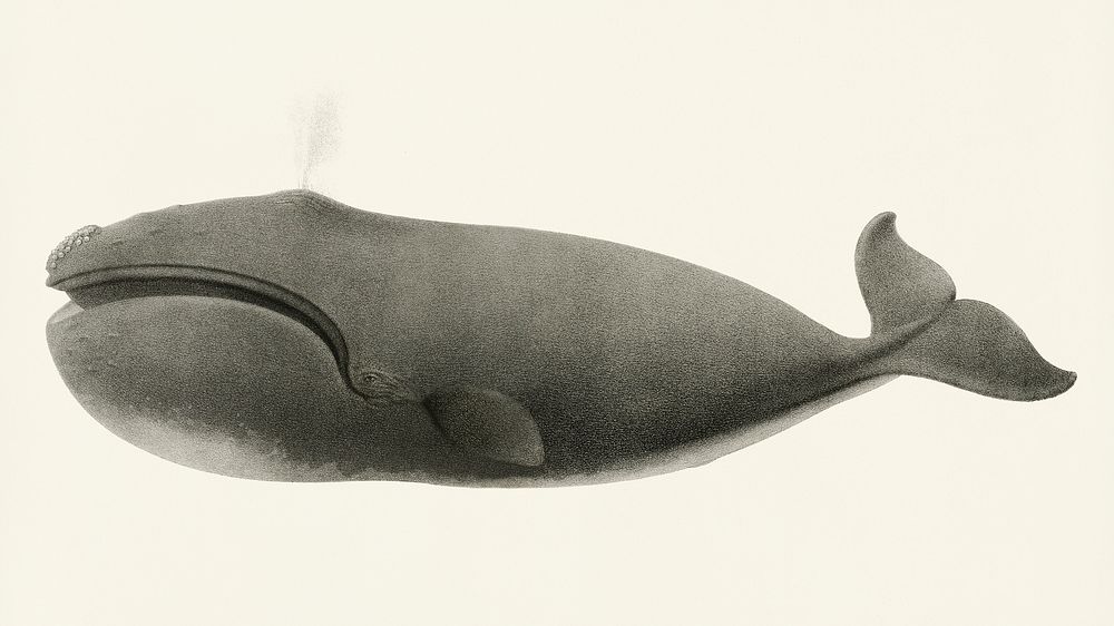 North Pacific right whale (Balaena sieboldii) from Natural history of the cetaceans and other marine mammals of the western…