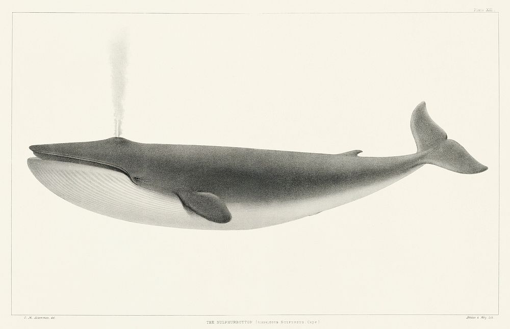 The Sulphurbottom (Sibbaldius sulfureus) from Natural history of the cetaceans and other marine mammals of the western coast…
