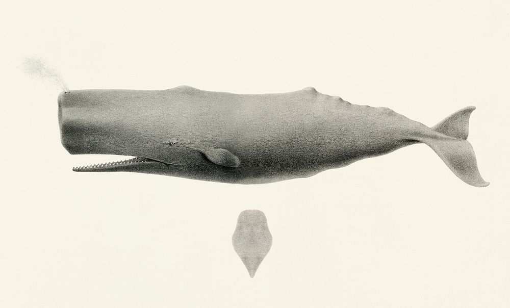 Vintage illustration of Sperm whale (Physeter macrocephalus)