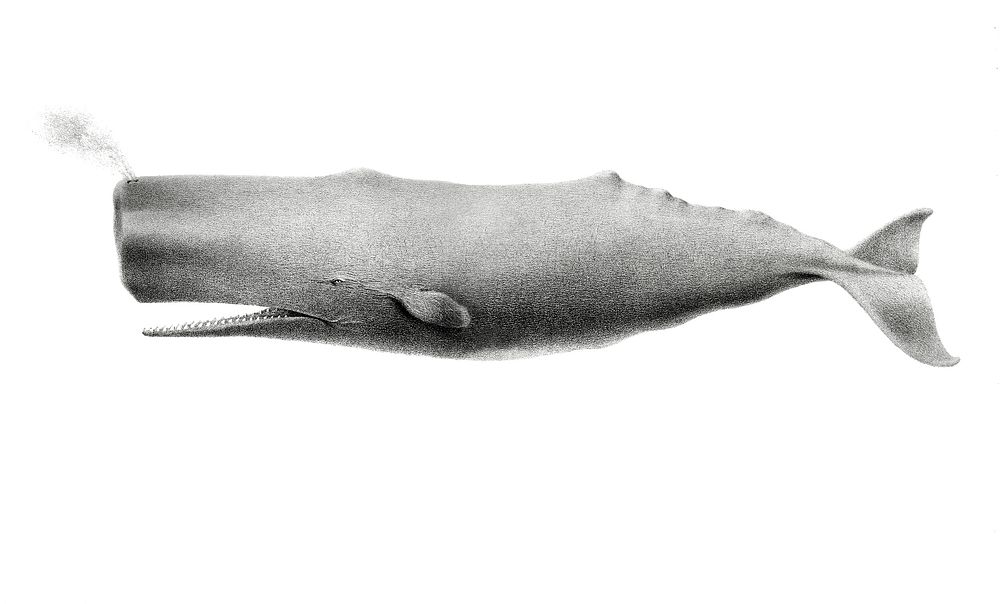 Vintage illustrations of Sperm whale