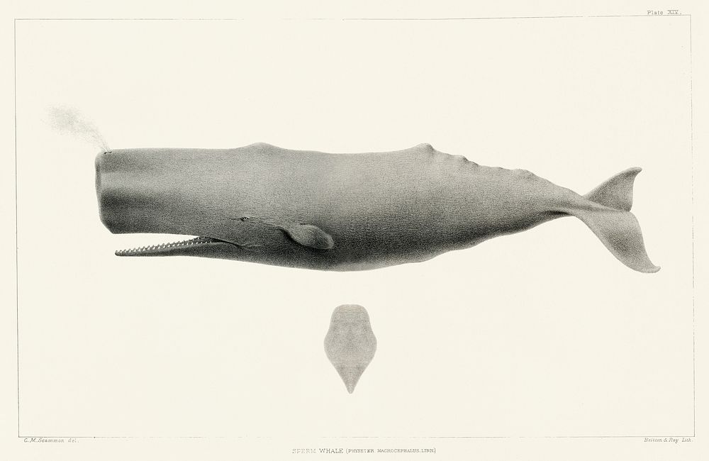 Sperm whale (Physeter macrocephalus) from Natural history of the cetaceans and other marine mammals of the western coast of…