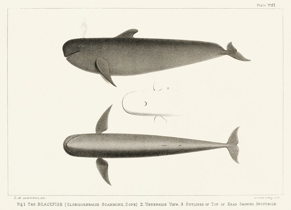 The Blackfish (Globiocephalus scammonii) from Natural history of the cetaceans and other marine mammals of the western coast…